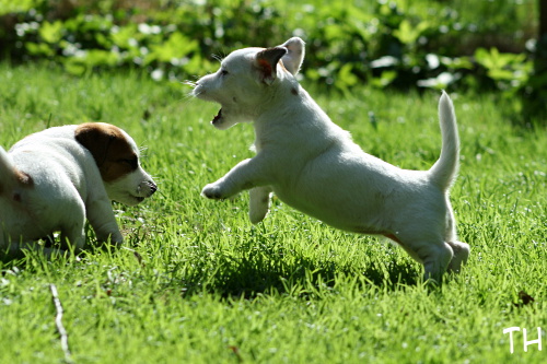 110522_oiva alma.jpg - Oiva & Alma in action